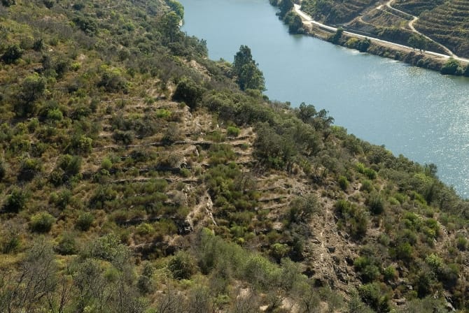 Mancha de mortórios em Covelinhas, Covelinhas<br>©Coleção Museu do Douro/Egídio Santos